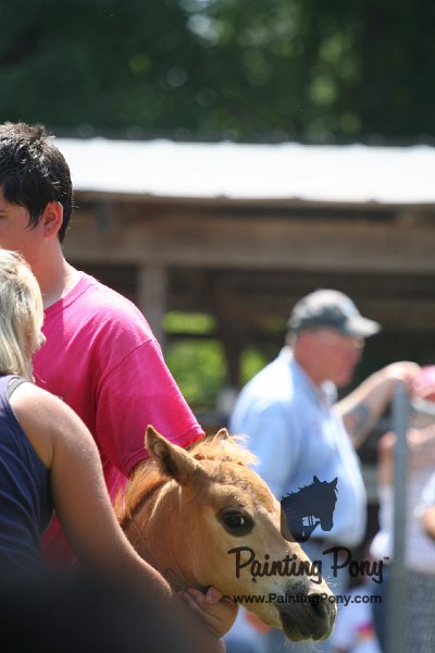 ponypenning_072811_0569.JPG
