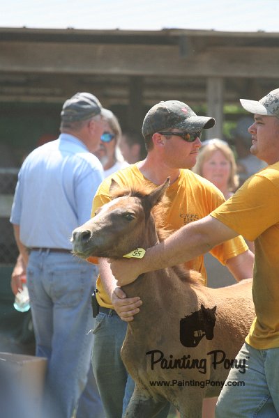 ponypenning_072811_0596.JPG