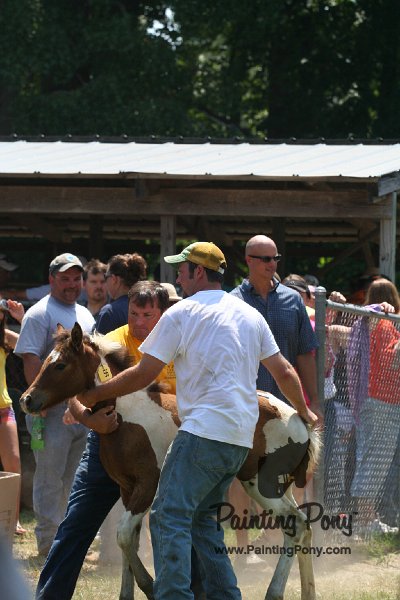 ponypenning_072811_0599.JPG