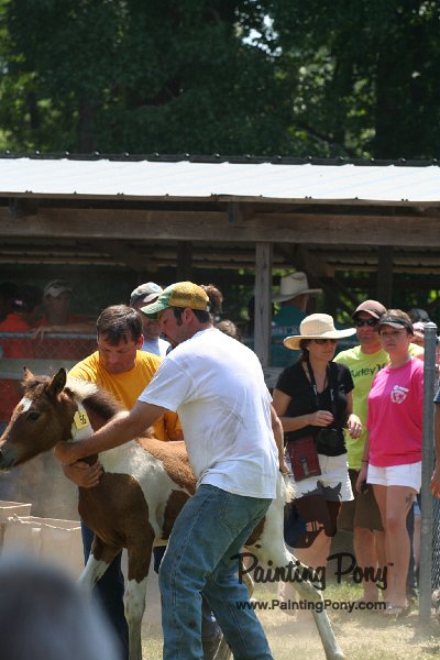 ponypenning_072811_0600.JPG
