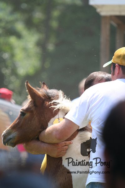 ponypenning_072811_0601.JPG