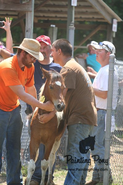 ponypenning_072811_0605.JPG