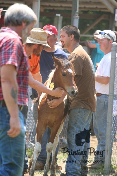ponypenning_072811_0606.JPG