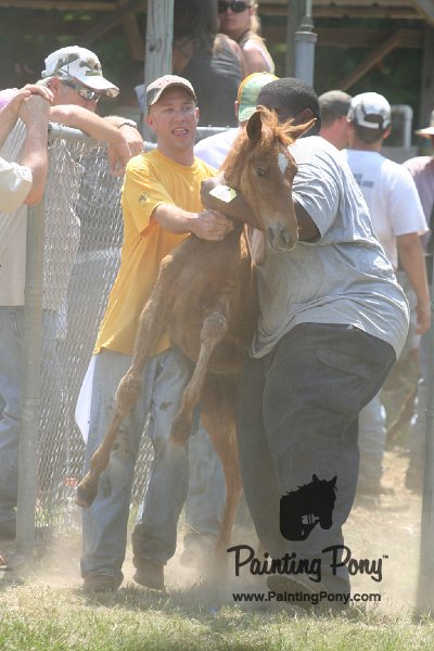 ponypenning_072811_0614.JPG
