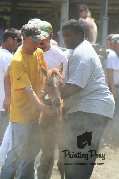 ponypenning_072811_0618.JPG