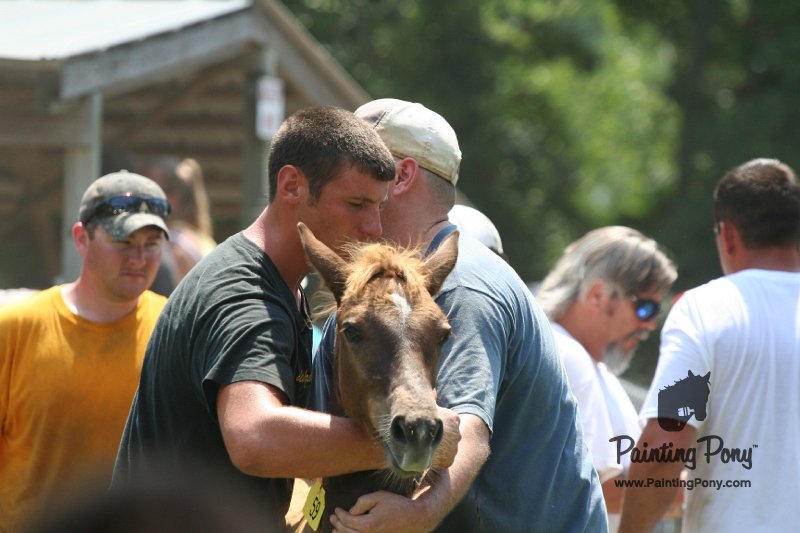ponypenning_072811_0620.JPG