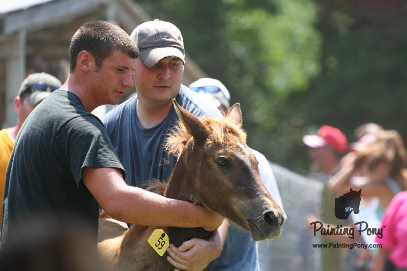 ponypenning_072811_0622.JPG