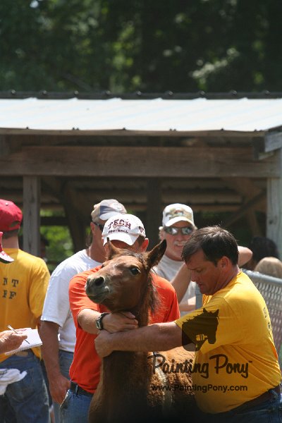 ponypenning_072811_0625.JPG