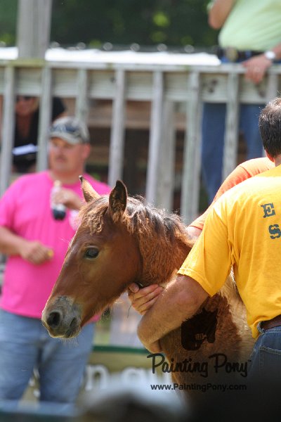 ponypenning_072811_0627.JPG