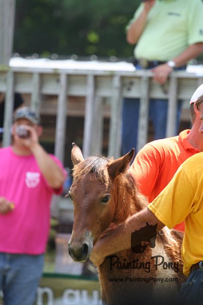 ponypenning_072811_0628.JPG