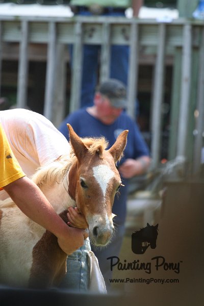 ponypenning_072811_0634.JPG