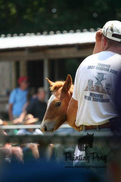 ponypenning_072811_0635.JPG