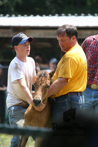 ponypenning_072811_0643.JPG