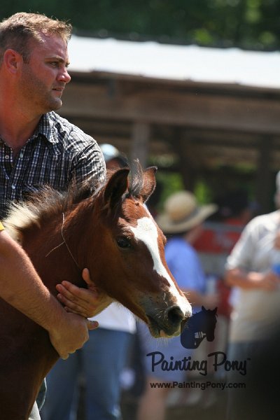 ponypenning_072811_0647.JPG