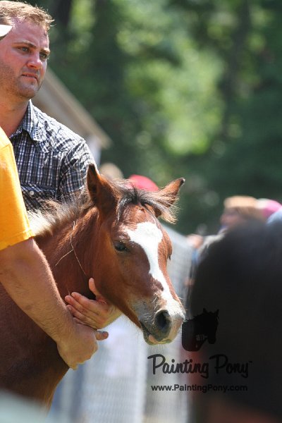 ponypenning_072811_0648.JPG