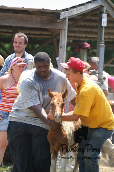 ponypenning_072811_0656.JPG