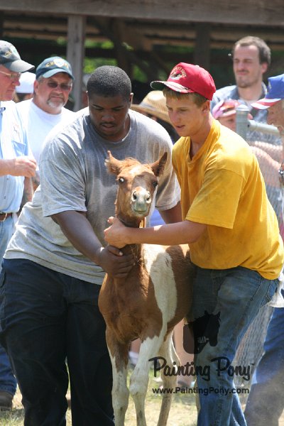 ponypenning_072811_0659.JPG