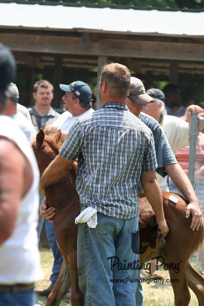ponypenning_072811_0670.JPG