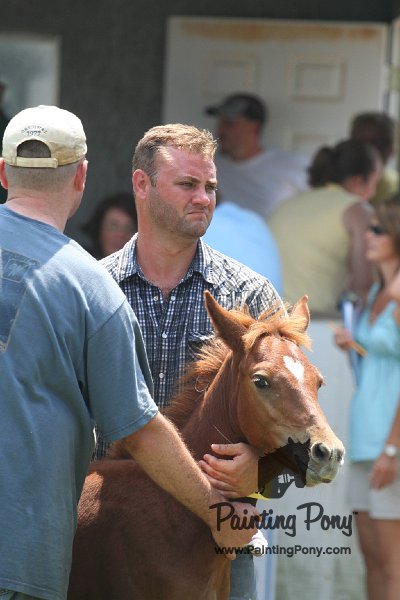 ponypenning_072811_0672.JPG