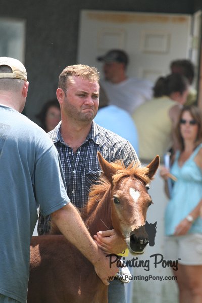 ponypenning_072811_0673.JPG