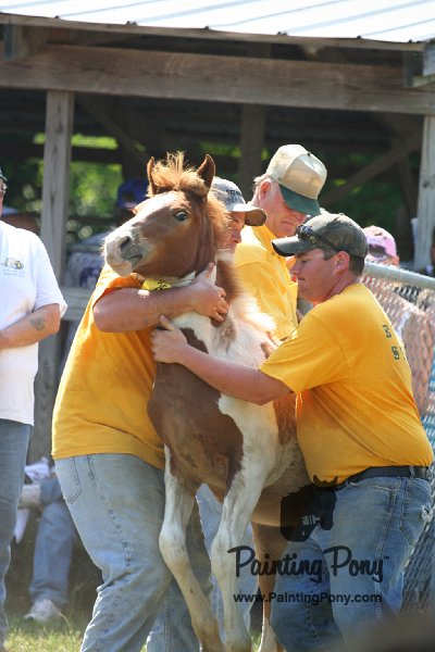 ponypenning_072811_0682.JPG