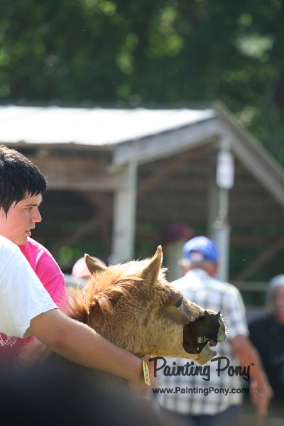 ponypenning_072811_0713.JPG