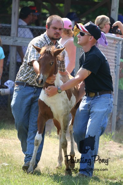 ponypenning_072811_0726.JPG