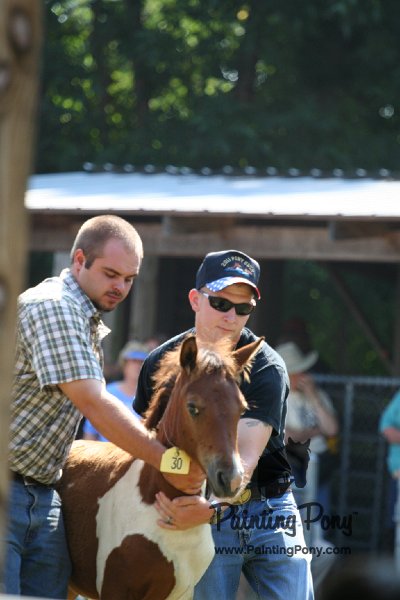 ponypenning_072811_0728.JPG