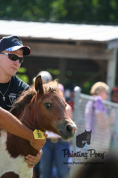 ponypenning_072811_0730.JPG