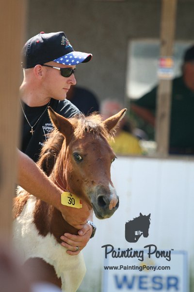 ponypenning_072811_0731.JPG
