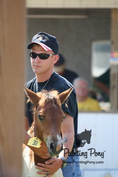 ponypenning_072811_0732.JPG