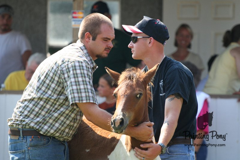 ponypenning_072811_0733.JPG