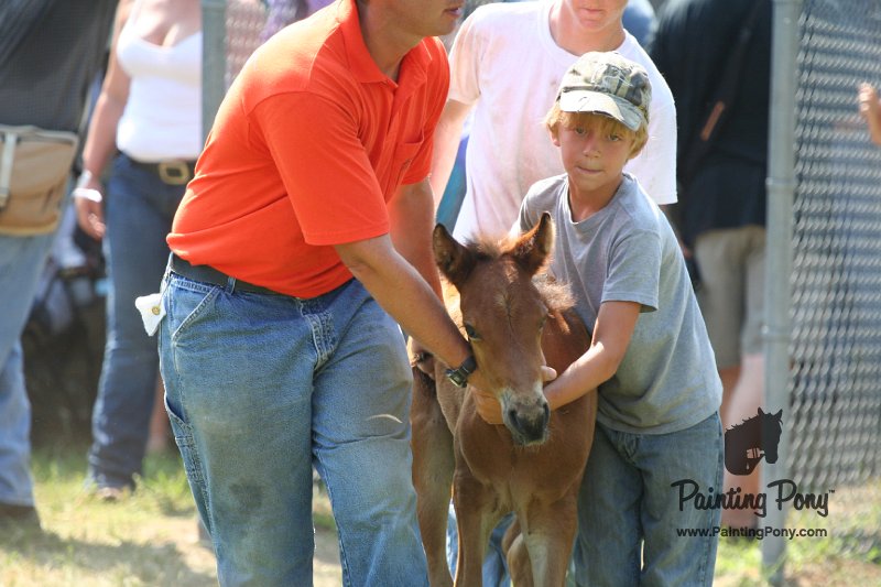 ponypenning_072811_0736.JPG