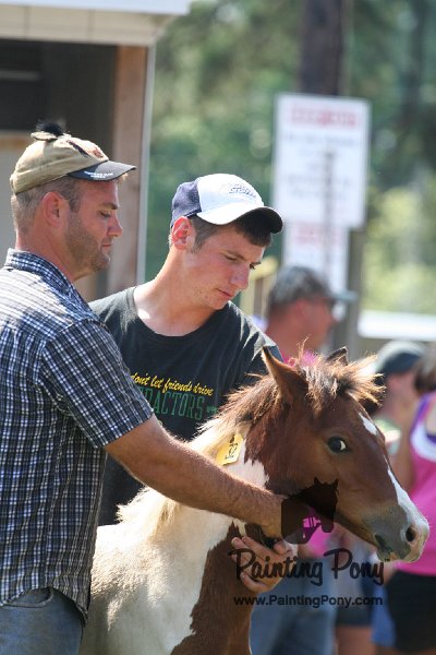 ponypenning_072811_0746.JPG
