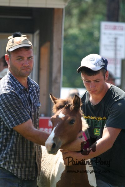 ponypenning_072811_0748.JPG