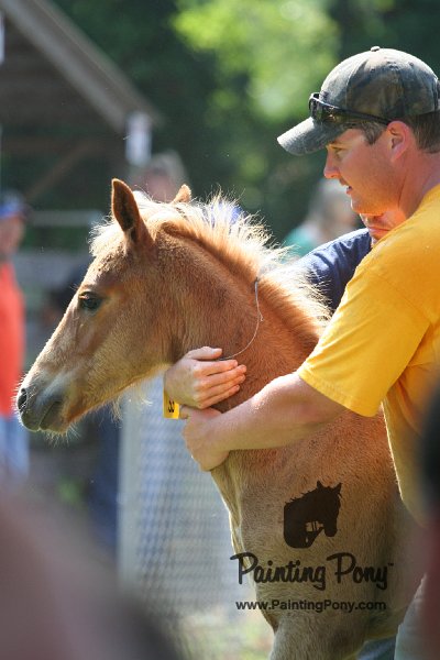 ponypenning_072811_0751.JPG