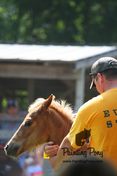 ponypenning_072811_0752.JPG