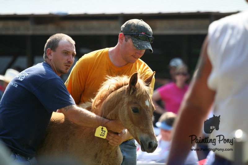 ponypenning_072811_0756.JPG