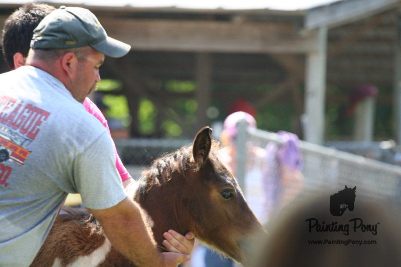 ponypenning_072811_0773.JPG