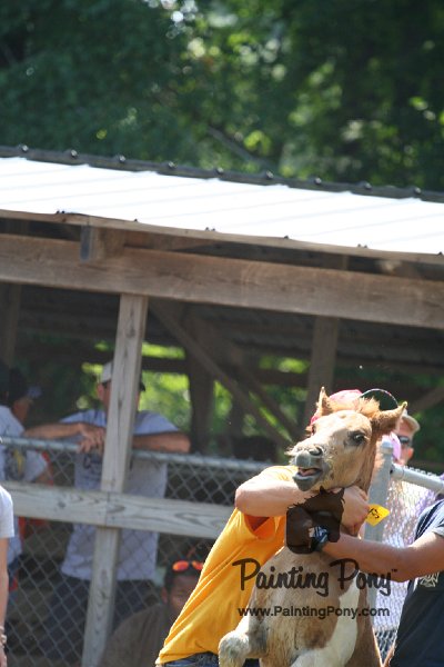 ponypenning_072811_0775.JPG
