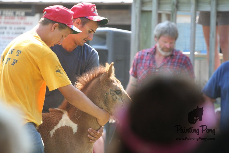 ponypenning_072811_0778.JPG