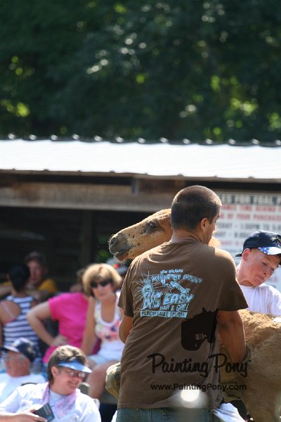 ponypenning_072811_0781.JPG