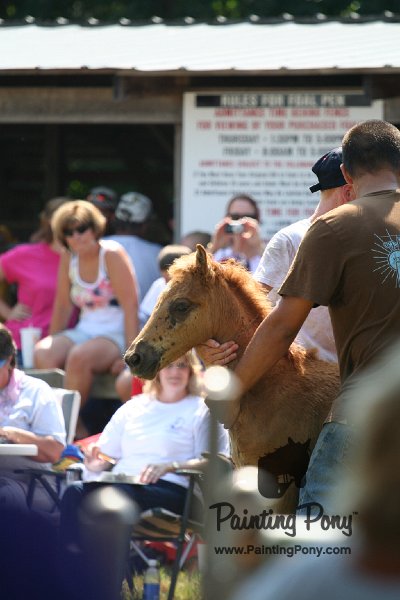 ponypenning_072811_0782.JPG