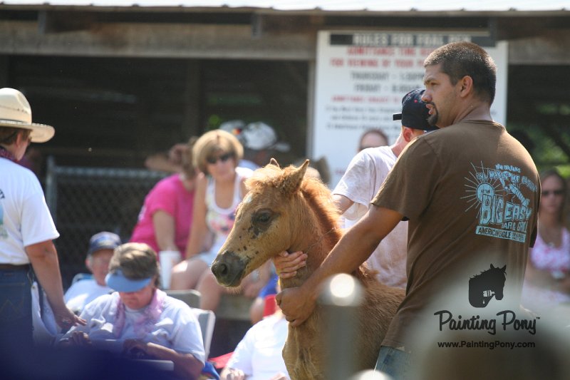 ponypenning_072811_0784.JPG