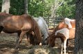 ponypenning_072611_000