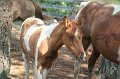 ponypenning_072611_001