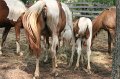 ponypenning_072611_002