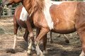 ponypenning_072611_003