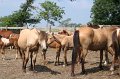ponypenning_072611_005