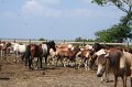 ponypenning_072611_006
